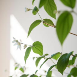 Indoor Plants Jasmine