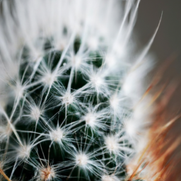 Indoor Plants Like Cactus