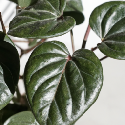 Indoor Plants No Light