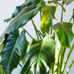 indoor plant which requires no light