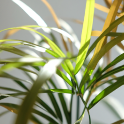 Indoor Plants Similar to Palm Trees