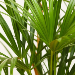 Indoor Plants Similar to Palm Trees