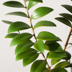 Indoor Plants Starting with X