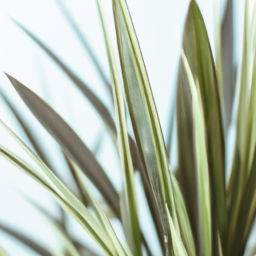 Indoor Plants Used in Hotels