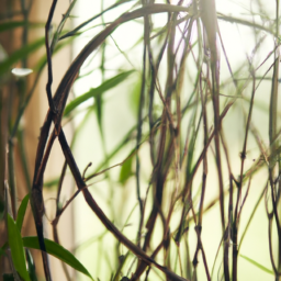 Indoor Plants Vines