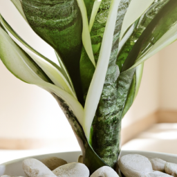 Indoor Plants Without Drainage