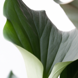 Indoor Plants Without Drainage