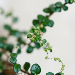 Indoor Plants and Flowers
