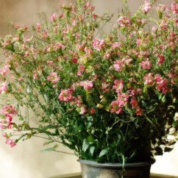 Indoor Plants and Flowers