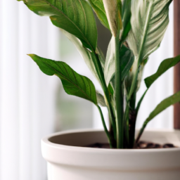 Indoor Plants to Buy