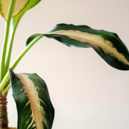 Indoor Plants to Buy