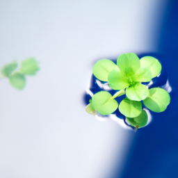 Plant can grow in water