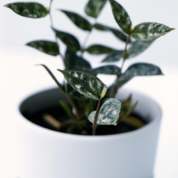 Plant for windowsill