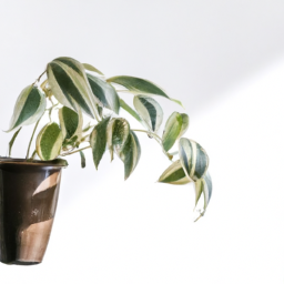 Plant light for indoor plants