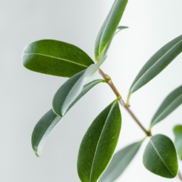 Plant light for indoor plants