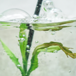 Plant propagation in water
