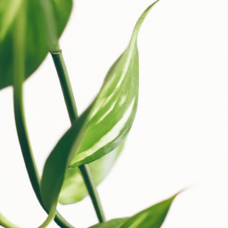 Plant that need no light