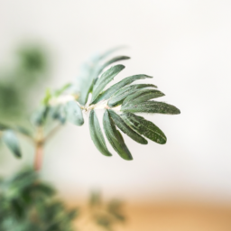 Plant that need no light