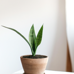 Plants for an office with no windows