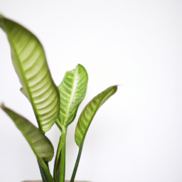 Plants for an office with no windows