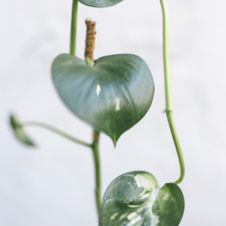 Plants that don’t need sun