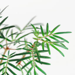 Plants that don’t need sun