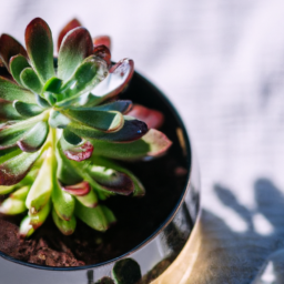 Succulents for indoors