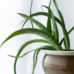 Why Are Indoor Plants So Popular