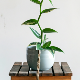 Why Are Indoor Plants So Popular