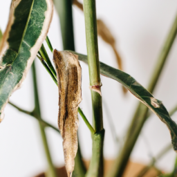 Why Indoor Plants Turn Brown