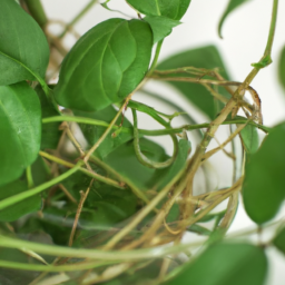 Will Indoor Plants Get Worms