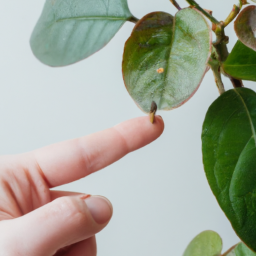 Will Indoor Plants Get Worms