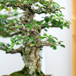 types of bonsai trees indoor
