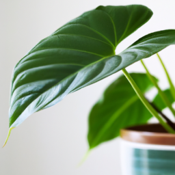 Are Indoor Plants Bad for You