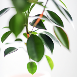 Bathroom plant no light