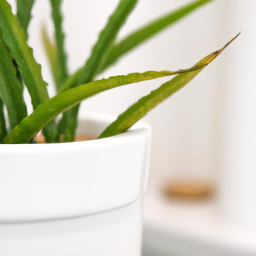 Bathroom plant no light