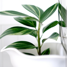 Bathroom plants no window