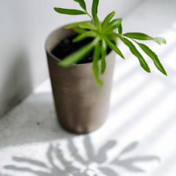 Benefit of indoor plants