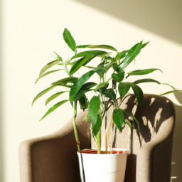 Benefit of indoor plants
