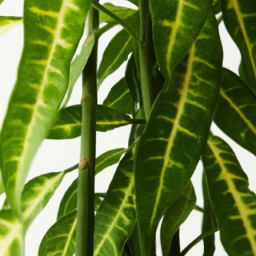 Best big indoor plants