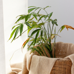 Best big indoor plants