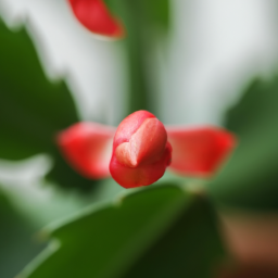 Best flower to grow indoors