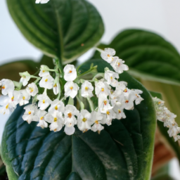 Best flowering indoor plants