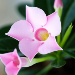Best flowering indoor plants
