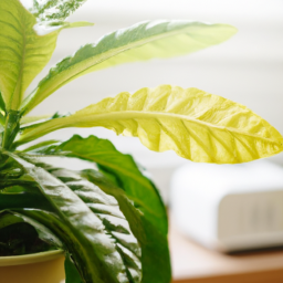 Best grow light for houseplants