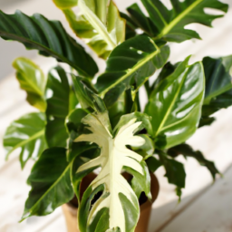 Best house plants for beginners