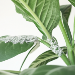 How Do Indoor Plants Get Mealybugs