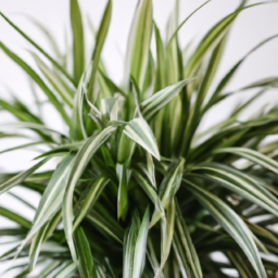 Indoor Plants Cheap