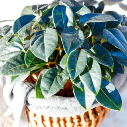 Indoor Plants During Winter