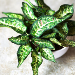 Indoor Plants Is It Safe